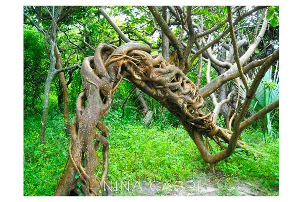 Ayahuasca plant, at the ayahuasca retreat colombia