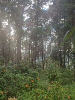 SOURROUNDINGS AYAHUASCA REREAT