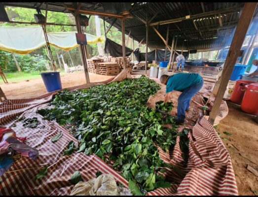 AYAHUASCA COOKING PROCESS