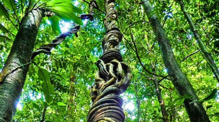 AYAHUASCA PLANT IN THE AYAHUASCA CEREMONY